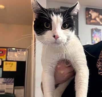 Photo of Spock-Petsmart Belleville