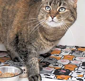 Photo of Chloe Cat