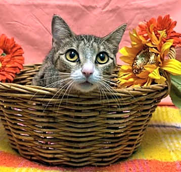 Photo of Crouton