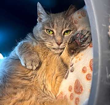 Photo of FELICIA