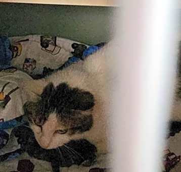 Photo of Meowth
