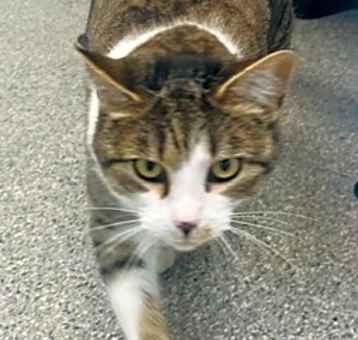 Photo of Bigsby