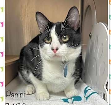 Photo of PANINI