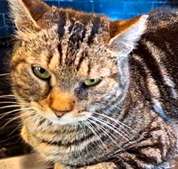 Photo of SHASTA