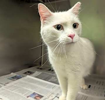 Photo of Snowball