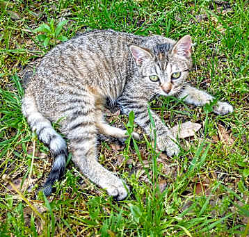 Photo of Diamond
