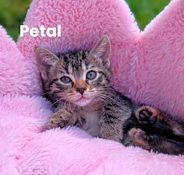 Photo of Petal