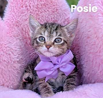 Photo of Posie