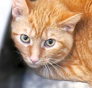Photo of Romaine