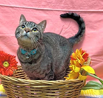 Photo of Rue