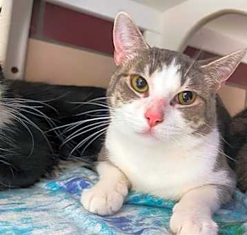 Photo of CAPTAIN MEOWTRONAUT
