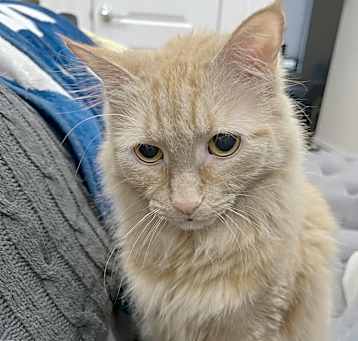 Photo of Peanut (and Jelly)