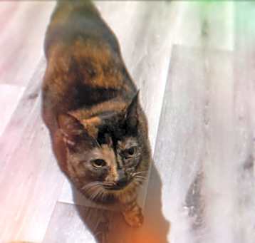 Photo of Mina-Rose