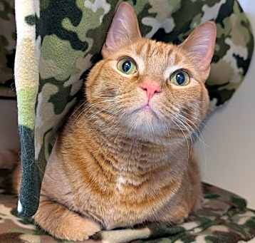 Photo of Lemon