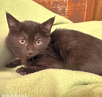 Photo of Sookie