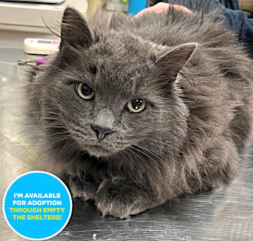 Photo of Minks Royal