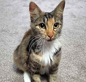 Photo of BUTTERCUP