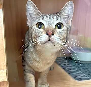 Photo of Chili