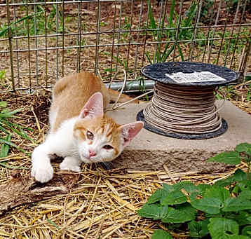Photo of Canoodle