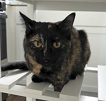 Photo of Chia