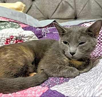Photo of Midnight