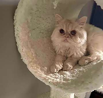 Photo of LOUIE