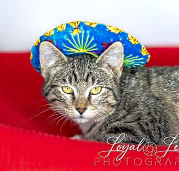 Photo of Sir Pounce-a-lot
