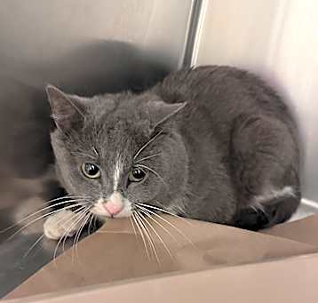 Photo of Midnight