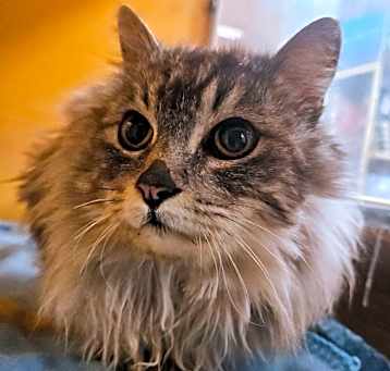 Photo of Misty
