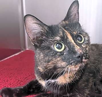 Photo of Peppermint Pati