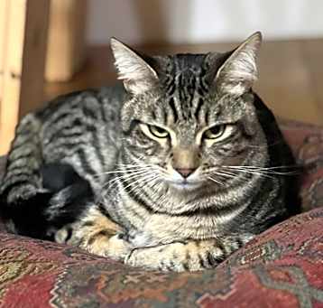 Photo of Cosmo