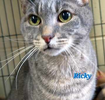 Photo of Ricky Riccardo