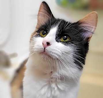 Photo of BlueBell