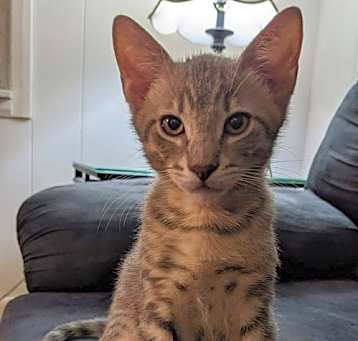 Photo of Henry