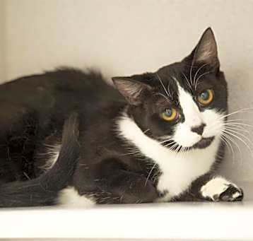 Photo of GAMORA