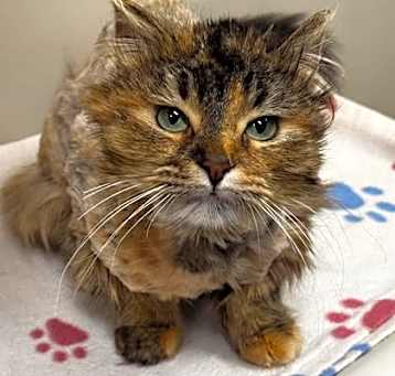 Photo of Nalah
