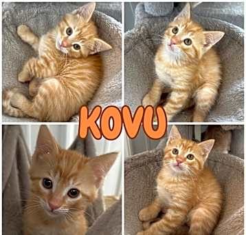 Photo of Kovu - SR4
