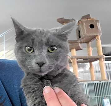 Photo of Dusty