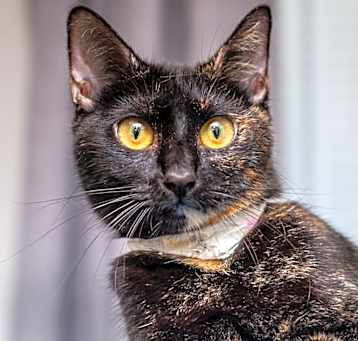 Photo of Angel