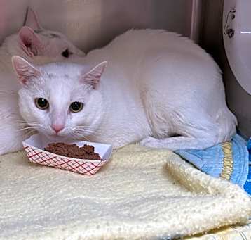 Photo of Apollo