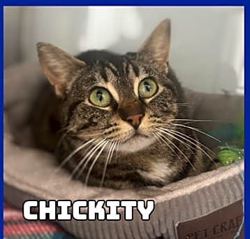 Photo of Chickity