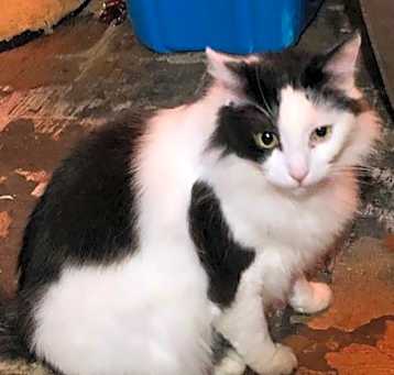 Photo of Cooper
