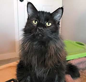 Photo of Buddy