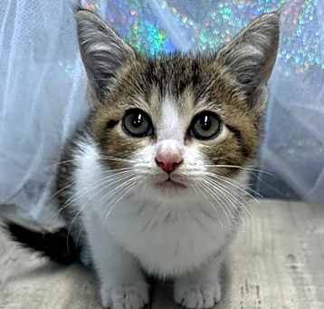 Photo of Chirp