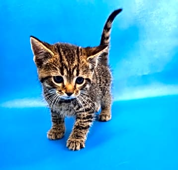Photo of Coraline