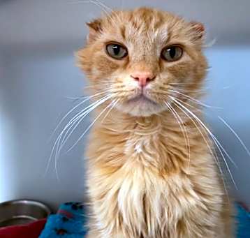 Photo of Spartacus