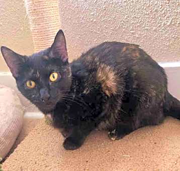 Photo of SAMBUCA- IN FOSTER