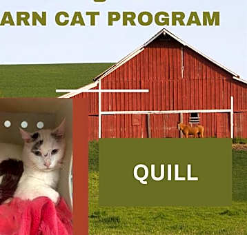 Photo of QUILL BARN CAT