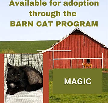 Photo of MAGIC BARN CAT