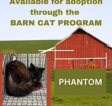 Photo of PHANTOM BARN CAT